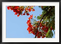 Framed Close-up of African flame tree, Stone Town, Zanzibar, Tanzania