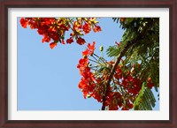 Framed Close-up of African flame tree, Stone Town, Zanzibar, Tanzania