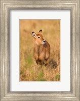 Framed Defassa Waterbuck wildlife, Uganda