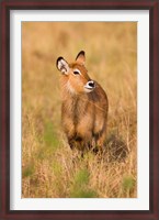 Framed Defassa Waterbuck wildlife, Uganda