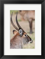 Framed Defassa Waterbuck, Maasai Mara, Kenya