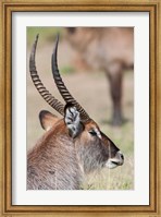 Framed Defassa Waterbuck, Maasai Mara, Kenya