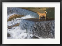 Framed Dog on the waterfall, Pingnan, Fujian, China