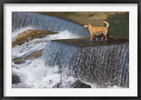 Framed Dog on the waterfall, Pingnan, Fujian, China
