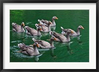 Framed Ducks on the lake, Zhejiang Province, China