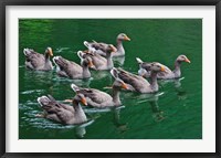 Framed Ducks on the lake, Zhejiang Province, China