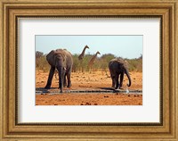 Framed Elephants and giraffes, Etosha, Namibia