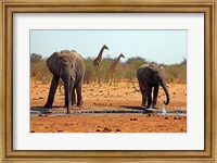 Framed Elephants and giraffes, Etosha, Namibia