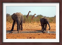 Framed Elephants and giraffes, Etosha, Namibia