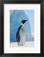 Framed Emperor Penguin on ice, Snow Hill Island, Antarctica