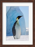 Framed Emperor Penguin on ice, Snow Hill Island, Antarctica