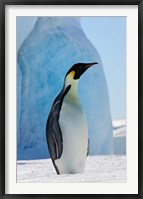 Framed Emperor Penguin on ice, Snow Hill Island, Antarctica
