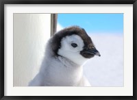 Framed Chick Emperor Penguin, Antarctica