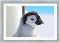 Framed Chick Emperor Penguin, Antarctica