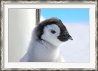 Framed Chick Emperor Penguin, Antarctica