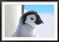 Framed Chick Emperor Penguin, Antarctica