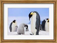 Framed Emperor Penguins, Antarctica