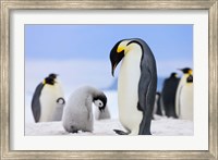 Framed Emperor Penguins, Antarctica