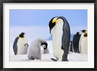 Framed Emperor Penguins, Antarctica