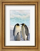 Framed Three Emperor Penguin, Snow Hill Island, Antarctica