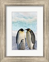 Framed Three Emperor Penguin, Snow Hill Island, Antarctica