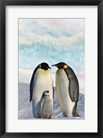 Framed Three Emperor Penguin, Snow Hill Island, Antarctica