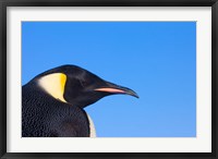 Framed Head of Emperor Penguin, Antarctica