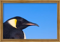 Framed Head of Emperor Penguin, Antarctica