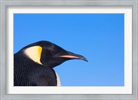 Framed Head of Emperor Penguin, Antarctica