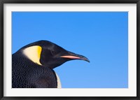 Framed Head of Emperor Penguin, Antarctica