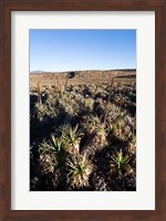 Framed Escarpment of Sanetti Plateau, red hot poker plants, Bale Mountains, Ethiopia