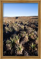 Framed Escarpment of Sanetti Plateau, red hot poker plants, Bale Mountains, Ethiopia