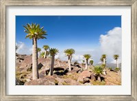 Framed Ethiopian Giant Lobelia, Simien Mountains, Ethiopia