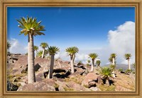 Framed Ethiopian Giant Lobelia, Simien Mountains, Ethiopia