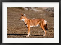 Framed Ethiopian Wolf, Bale Mountains Park, Ethiopia