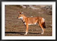 Framed Ethiopian Wolf, Bale Mountains Park, Ethiopia