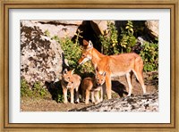 Framed Ethiopian Wolf with cubs, Bale Mountains Park, Ethiopia