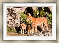 Framed Ethiopian Wolf with cubs, Bale Mountains Park, Ethiopia