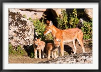 Framed Ethiopian Wolf with cubs, Bale Mountains Park, Ethiopia