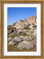 Framed Everlasting Flowers, Helichrysum, Denka valley, Bale Mountains, Ethiopia