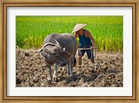 Framed Farmer plowing with water buffalo, Yangshuo, Guangxi, China