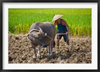 Framed Farmer plowing with water buffalo, Yangshuo, Guangxi, China