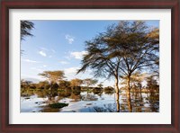 Framed Flooded shoreline, Lake Naivasha, Crescent Island Game Park, Kenya