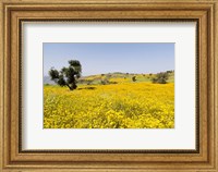 Framed Flower Field, Niger seed, Semien Mountains, Ethiopia