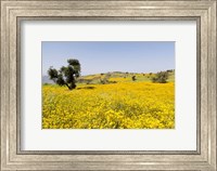Framed Flower Field, Niger seed, Semien Mountains, Ethiopia