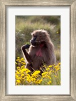 Framed Gelada Baboon primate, Ethiopia