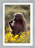 Framed Gelada Baboon primate, Ethiopia