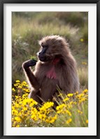 Framed Gelada Baboon primate, Ethiopia