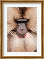 Framed Close up of Gelada Baboon, Ethiopia