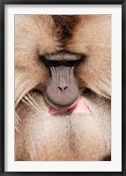 Framed Close up of Gelada Baboon, Ethiopia